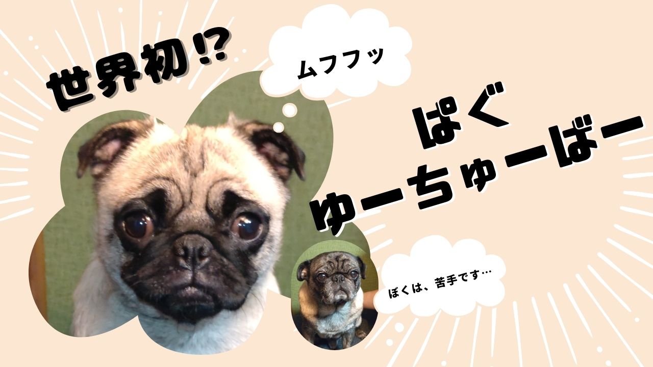 世界初⁉パグユーチューバー