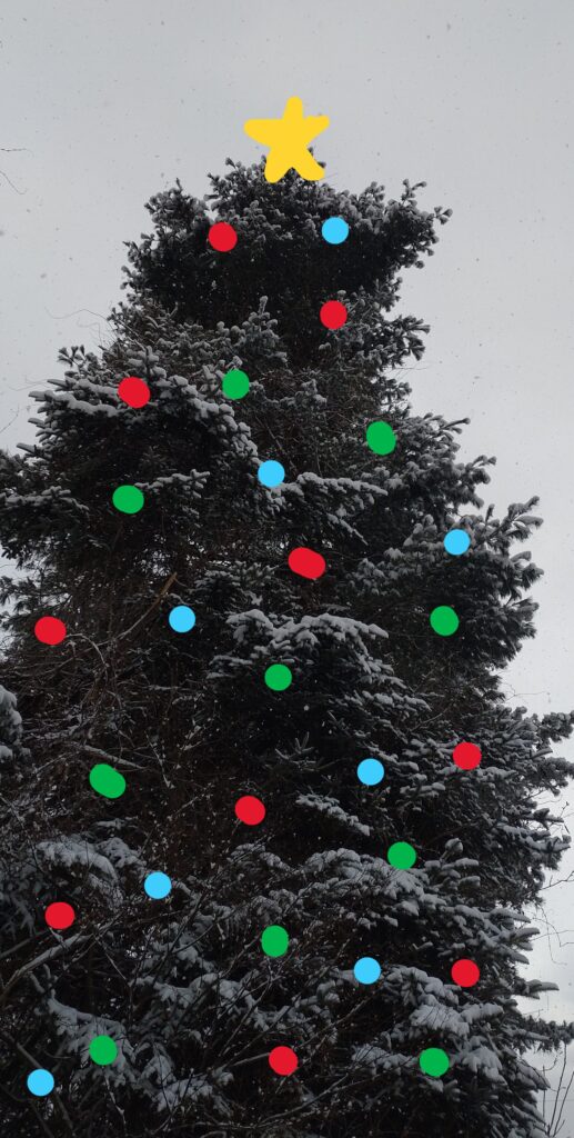 家の前の大きな木。クリスマスツリーにしてみた